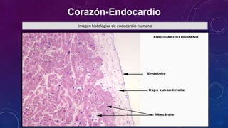 Corazón-Endocardio
Imagen histológica de endocardio humano
 