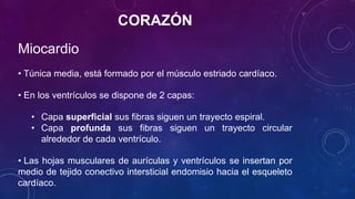 CORAZÓN
Miocardio
• Túnica media, está formado por el músculo estriado cardíaco.
• En los ventrículos se dispone de 2 capas:
• Capa superficial sus fibras siguen un trayecto espiral.
• Capa profunda sus fibras siguen un trayecto circular
alrededor de cada ventrículo.
• Las hojas musculares de aurículas y ventrículos se insertan por
medio de tejido conectivo intersticial endomisio hacia el esqueleto
cardíaco.
 