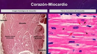 Corazón-Miocardio
Imagen histológica de miocardio Fibras musculares del miocardio
 