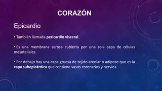 CORAZÓN
Epicardio
• También llamada pericardio visceral.
• Es una membrana serosa cubierta por una sola capa de células
mesoteliales.
• Por debajo hay una capa gruesa de tejido areolar o adiposo que es la
capa subepicárdica que contiene vasos coronarios y nervios.
 