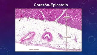 Corazón-Epicardio
 