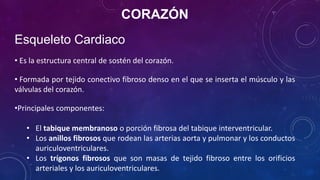 CORAZÓN
Esqueleto Cardiaco
• Es la estructura central de sostén del corazón.
• Formada por tejido conectivo fibroso denso en el que se inserta el músculo y las
válvulas del corazón.
•Principales componentes:
• El tabique membranoso o porción fibrosa del tabique interventricular.
• Los anillos fibrosos que rodean las arterias aorta y pulmonar y los conductos
auriculoventriculares.
• Los trígonos fibrosos que son masas de tejido fibroso entre los orificios
arteriales y los auriculoventriculares.
 