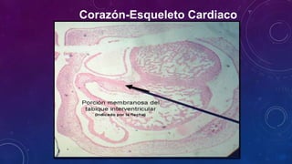 Corazón-Esqueleto Cardiaco
 