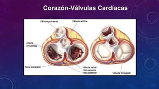 Corazón-Válvulas Cardíacas
 