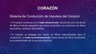 CORAZÓN
Sistema de Conducción de Impulsos del Corazón
• El impulso comienza en el nodo sinoauricular (consta de una red densa
de fibras Purkinje pequeñas que hacia la periferia se continúan las fibras
musculares cardíacas auriculares).
• El impulso se propaga por medio de fibras especializadas para la
conducción al nodo auriculoventricular (masa densa de fibras localizadas
en la pared media de la aurícula derecha).
 