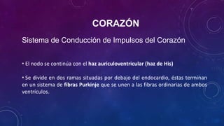 CORAZÓN
Sistema de Conducción de Impulsos del Corazón
• El nodo se continúa con el haz auriculoventricular (haz de His)
• Se divide en dos ramas situadas por debajo del endocardio, éstas terminan
en un sistema de fibras Purkinje que se unen a las fibras ordinarias de ambos
ventrículos.
 