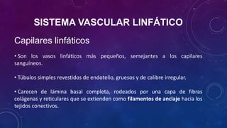 SISTEMA VASCULAR LINFÁTICO
Capilares linfáticos
• Son los vasos linfáticos más pequeños, semejantes a los capilares
sanguíneos.
• Túbulos simples revestidos de endotelio, gruesos y de calibre irregular.
• Carecen de lámina basal completa, rodeados por una capa de fibras
colágenas y reticulares que se extienden como filamentos de anclaje hacia los
tejidos conectivos.
 