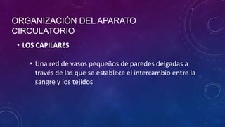 • LOS CAPILARES
ORGANIZACIÓN DEL APARATO
CIRCULATORIO
• Una red de vasos pequeños de paredes delgadas a
través de las que se establece el intercambio entre la
sangre y los tejidos
 