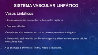 SISTEMA VASCULAR LINFÁTICO
Vasos Linfáticos
• Son vasos mayores que reciben la linfa de los capilares.
• Contiene válvulas.
•Semejantes a las venas en estructura pero en paredes más delgadas.
• El endotelio está rodeado por fibras colágenas y elásticas y de algunas células
musculares lisas.
• Se distingue 3 envolturas: íntima, media y adventicia.
 