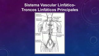 Sistema Vascular Linfático-
Troncos Linfáticos Principales
 