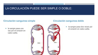 LA CIRCULACIÓN PUEDE SER SIMPLE O DOBLE:
Circulación sanguínea simple
 la sangre pasa una
vez por el corazón en
cada vuelta.
Circulación sanguínea doble
 la sangre pasa dos veces por
el corazón en cada vuelta.
 