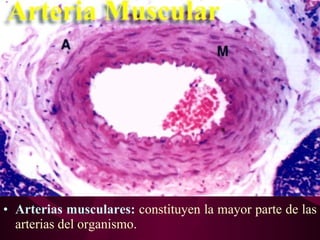 • Arterias musculares: constituyen la mayor parte de las
arterias del organismo.
 