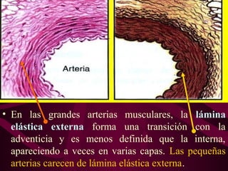 • En las grandes arterias musculares, la lámina
elástica externa forma una transición con la
adventicia y es menos definida que la interna,
apareciendo a veces en varias capas. Las pequeñas
arterias carecen de lámina elástica externa.
 