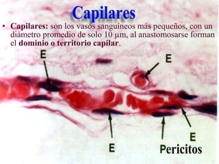 • Capilares: son los vasos sanguíneos más pequeños, con un
diámetro promedio de solo 10 µm, al anastomosarse forman
el dominio o territorio capilar.
 