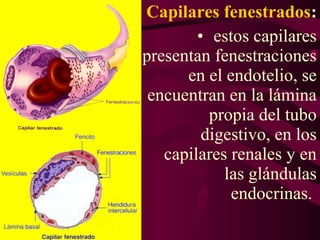 • Capilares fenestrados:
• estos capilares
presentan fenestraciones
en el endotelio, se
encuentran en la lámina
propia del tubo
digestivo, en los
capilares renales y en
las glándulas
endocrinas.
 