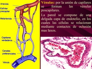 • Vénulas: por la unión de capilares
se forman las vénulas
poscapilares.
• La pared se compone de una
delgada capa de endotelio, en los
cuales las células se relacionan
mediante contactos de oclusión
mas laxos.
 
