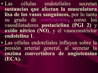 • Las células endoteliales secretan
sustancias que afectan la musculatura
lisa de los vasos sanguíneos, por lo tanto
su grado de contraccióncontracción, como los
vasodilatadores postaciclina (PGI 2) y
oxido nítrico (NO), y el vasoconstrictor
endotelina 1.
• Las células endoteliales influyen sobre la
presión arterial general, al secretar la
enzima convertidora de angiotensina
(ECA).
 