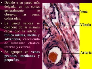 • Debido a su pared más
delgada, en los cortes
generalmente se
observan las venas
colapsadas.
• La pared venosa se
compone de las mismas
capas que la arteria,
túnica intima, media y
adventicia, careciendo
de limitante elástica
interna y externa.
• Se agrupan en venas
grandes, medianas y
pequeñas.
 