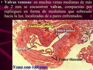 • Valvas venosas: en muchas venas medianas de más
de 2 mm se encuentran valvas, compuestas por
repliegues en forma de medialuna que sobresale
hacia la luz, localizadas de a pares enfrentados.
 