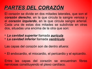 PARTES DEL CORAZÓNPARTES DEL CORAZÓN
El corazón se divide en dos mitades laterales, que son el
corazón derecho, en la que circula la sangre venosa y
el corazón izquierdo, en la que circula sangre arterial.
Cada una de estas dos mitades se subdivide en otras
dos, situadas una encima de la otra que son:

La cavidad superior llamada aurícula

La cavidad inferior llamada ventrículo
Las capas del corazón son de dentro afuera:

El endocardio, el miocardio, el pericardio y el epicardio.
Entre las capas del corazón se encuentran fibras
nerviosas constituyendo el plexo cardíaco.
 