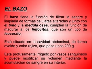 EL BAZOEL BAZO
El bazo tiene la función de filtrar la sangre y
limpiarla de formas celulares alteradas y junto con
el timo y la médula ósea, cumplen la función de
madurar a los linfocitos, que son un tipo de
leucocito.
Está situado en la cavidad abdominal, de forma
ovoide y color rojizo, que pesa unos 200 g.
Está profusamente irrigado por vasos sanguíneos
y puede modificar su volumen mediante la
acumulación de sangre en su interior.
 