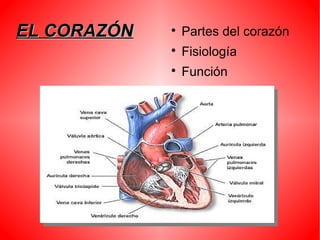 EL CORAZÓNEL CORAZÓN 
Partes del corazón

Fisiología

Función
 