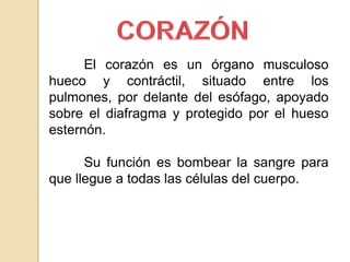 El corazón es un órgano musculoso 
hueco y contráctil, situado entre los 
pulmones, por delante del esófago, apoyado 
sobre el diafragma y protegido por el hueso 
esternón. 
Su función es bombear la sangre para 
que llegue a todas las células del cuerpo. 
 