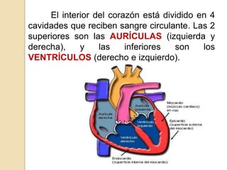 El interior del corazón está dividido en 4 
cavidades que reciben sangre circulante. Las 2 
superiores son las AURÍCULAS (izquierda y 
derecha), y las inferiores son los 
VENTRÍCULOS (derecho e izquierdo). 
 