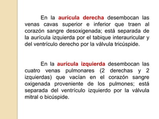 En la aurícula derecha desembocan las 
venas cavas superior e inferior que traen al 
corazón sangre desoxigenada; está separada de 
la aurícula izquierda por el tabique interauricular y 
del ventrículo derecho por la válvula tricúspide. 
En la aurícula izquierda desembocan las 
cuatro venas pulmonares (2 derechas y 2 
izquierdas) que vacían en el corazón sangre 
oxigenada proveniente de los pulmones; está 
separada del ventrículo izquierdo por la válvula 
mitral o bicúspide. 
 