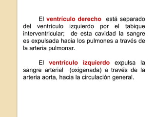 El ventrículo derecho está separado 
del ventrículo izquierdo por el tabique 
interventricular; de esta cavidad la sangre 
es expulsada hacia los pulmones a través de 
la arteria pulmonar. 
El ventrículo izquierdo expulsa la 
sangre arterial (oxigenada) a través de la 
arteria aorta, hacia la circulación general. 
 