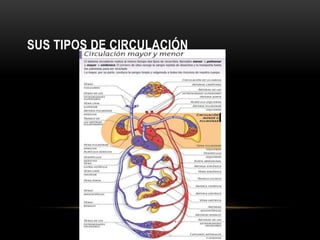 SUS TIPOS DE CIRCULACIÓN 
 