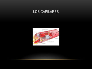 LOS CAPILARES 
 