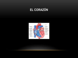 EL CORAZÓN 
