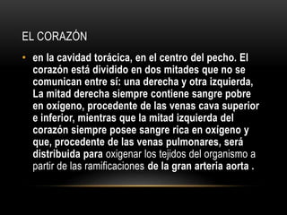 EL CORAZÓN 
• en la cavidad torácica, en el centro del pecho. El 
corazón está dividido en dos mitades que no se 
comunican entre sí: una derecha y otra izquierda, 
La mitad derecha siempre contiene sangre pobre 
en oxígeno, procedente de las venas cava superior 
e inferior, mientras que la mitad izquierda del 
corazón siempre posee sangre rica en oxígeno y 
que, procedente de las venas pulmonares, será 
distribuida para oxigenar los tejidos del organismo a 
partir de las ramificaciones de la gran arteria aorta . 
 