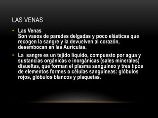LAS VENAS 
• Las Venas 
Son vasos de paredes delgadas y poco elásticas que 
recogen la sangre y la devuelven al corazón, 
desembocan en las Aurículas. 
• La sangre es un tejido líquido, compuesto por agua y 
sustancias orgánicas e inorgánicas (sales minerales) 
disueltas, que forman el plasma sanguíneo y tres tipos 
de elementos formes o células sanguíneas: glóbulos 
rojos, glóbulos blancos y plaquetas. 
 