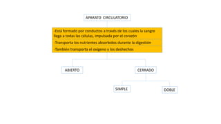 APARATO CIRCULATORIO
-Está formado por conductos a través de los cuales la sangre
llega a todas las células, impulsada por el corazón
-Transporta los nutrientes absorbidos durante la digestión
-También transporta el oxígeno y los deshechos
ABIERTO CERRADO
SIMPLE DOBLE
 