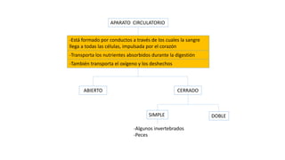 APARATO CIRCULATORIO
-Está formado por conductos a través de los cuales la sangre
llega a todas las células, impulsada por el corazón
-Transporta los nutrientes absorbidos durante la digestión
-También transporta el oxígeno y los deshechos
ABIERTO CERRADO
SIMPLE DOBLE
-Algunos invertebrados
-Peces
 