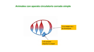 Animales con aparato circulatorio cerrado simple
1-El corazón
impulsa la sangre
2-La sangre va a
las branquias
 