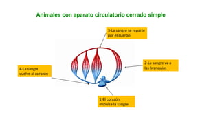 Animales con aparato circulatorio cerrado simple
1-El corazón
impulsa la sangre
2-La sangre va a
las branquias
3-La sangre se reparte
por el cuerpo
4-La sangre
vuelve al corazón
 