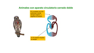 UNIDAD
Animales con aparato circulatorio cerrado doble
1: El corazón impulsa
la sangre.
2: La sangre va a los
pulmones, donde
recoge oxígeno, y
regresa al corazón.
 