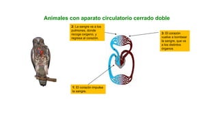 UNIDAD
Animales con aparato circulatorio cerrado doble
1: El corazón impulsa
la sangre.
2: La sangre va a los
pulmones, donde
recoge oxígeno, y
regresa al corazón.
3: El corazón
vuelve a bombear
la sangre, que va
a los distintos
órganos
 