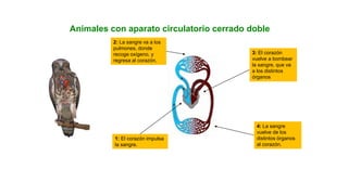 UNIDAD
Animales con aparato circulatorio cerrado doble
1: El corazón impulsa
la sangre.
2: La sangre va a los
pulmones, donde
recoge oxígeno, y
regresa al corazón.
3: El corazón
vuelve a bombear
la sangre, que va
a los distintos
órganos
4: La sangre
vuelve de los
distintos órganos
al corazón.
 
