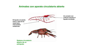 Animales con aparato circulatorio abierto
Sistema circulatorio
abierto de un
artrópodo
El líquido circulante
entra y sale de los
vasos para
intercambiar
sustancias
Un corazón con
orificios impulsa el
líquido circulante
 