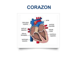CORAZON
 