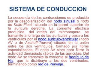 SISTEMA DE CONDUCCION
La secuencia de las contracciones es producida
por la despolarización del nodo sinusal o nodo
de Keith-Flack, situado en la pared superior de
la aurícula derecha. La corriente eléctrica
producida, del orden del microampere, se
transmite a lo largo de las aurículas y pasa a los
ventrículos por el nodo auriculoventricular (nodo
AV o de Aschoff-Tawara) situado en la unión
entre los dos ventrículos, formado por fibras
especializadas. El nodo AV sirve para filtrar la
actividad demasiado rápida de las aurículas. Del
nodo AV se transmite la corriente al fascículo de
His, que la distribuye a los dos ventrículos,
terminando como red de Purkinje.
 