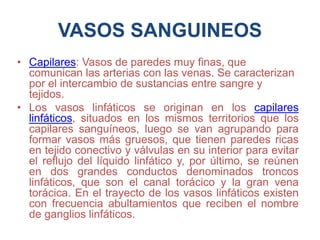 VASOS SANGUINEOS
• Capilares: Vasos de paredes muy finas, que
comunican las arterias con las venas. Se caracterizan
por el intercambio de sustancias entre sangre y
tejidos.
• Los vasos linfáticos se originan en los capilares
linfáticos, situados en los mismos territorios que los
capilares sanguíneos, luego se van agrupando para
formar vasos más gruesos, que tienen paredes ricas
en tejido conectivo y válvulas en su interior para evitar
el reflujo del líquido linfático y, por último, se reúnen
en dos grandes conductos denominados troncos
linfáticos, que son el canal torácico y la gran vena
torácica. En el trayecto de los vasos linfáticos existen
con frecuencia abultamientos que reciben el nombre
de ganglios linfáticos.
 