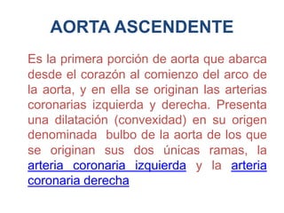 AORTA ASCENDENTE
Es la primera porción de aorta que abarca
desde el corazón al comienzo del arco de
la aorta, y en ella se originan las arterias
coronarias izquierda y derecha. Presenta
una dilatación (convexidad) en su origen
denominada bulbo de la aorta de los que
se originan sus dos únicas ramas, la
arteria coronaria izquierda y la arteria
coronaria derecha
 