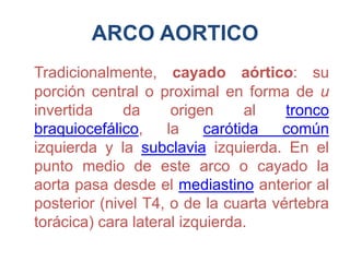ARCO AORTICO
Tradicionalmente, cayado aórtico: su
porción central o proximal en forma de u
invertida da origen al tronco
braquiocefálico, la carótida común
izquierda y la subclavia izquierda. En el
punto medio de este arco o cayado la
aorta pasa desde el mediastino anterior al
posterior (nivel T4, o de la cuarta vértebra
torácica) cara lateral izquierda.
 