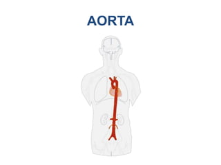 AORTA
 