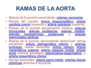 RAMAS DE LA AORTA
• Ramas de la porción ascendente: arterias coronarias
• Ramas del cayado: tronco braquiocefálico, arteria
carótida común izquierda y arteria subclavia izquierda.
• Ramas de la porción descendente torácica: arterias
bronquiales, arterias esofágicas, arterias medias,
arterias mediastínicas posteriores y arterias
intercostales aórticas.
• Ramas de la porción descendente abdominal: ramas
parietales: arteria diafragmática inferior y arterias
lumbares; ramas viscerales: tronco celíaco, arteria
mesentérica superior, arteria capsular medial, arteria
renal, arterias gonadales (uteroovárica/espermática), y
arteria mesentérica inferior.
• Ramas terminales: arteria sacra media, arterias ilíacas
primitivas derecha e izquierda
 